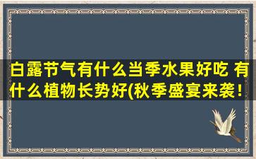 白露节气有什么当季水果好吃 有什么植物长势好(秋季盛宴来袭！白露水果与长势最强植物TOP10)